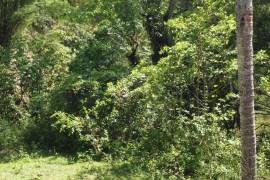 Development Land (Residential) for Sale in Montego Bay