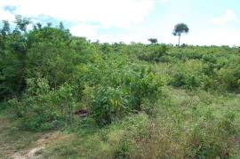 Development Land (Residential) for Sale in Falmouth