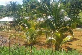 Development Land (Residential) for Sale in Bamboo