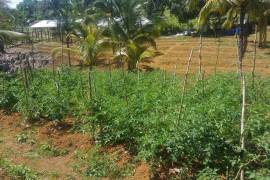 Development Land (Residential) for Sale in Bamboo