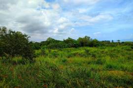 Development Land (Residential) for Sale in Linstead