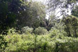 Development Land (Residential) for Sale in Adelphi