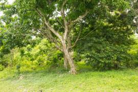 Development Land (Residential) for Sale in Browns Town