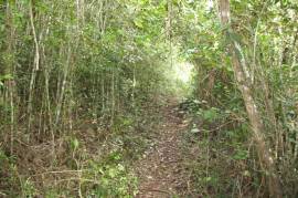 Development Land (Residential) for Sale in Moneague