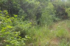 Development Land (Residential) for Sale in Mandeville