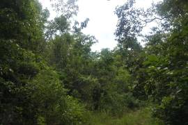 Development Land (Residential) for Sale in Mandeville