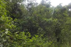 Development Land (Residential) for Sale in Mandeville