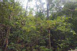 Development Land (Residential) for Sale in Mandeville