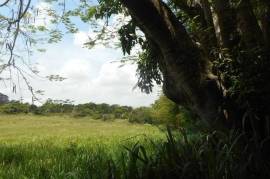 Development Land (Residential) for Sale in Mandeville