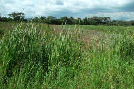 Development Land (Residential) for Sale in Old Harbour