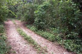 Development Land (Residential) for Sale in Port Morant