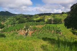 Development Land (Residential) for Sale in Bamboo