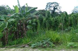 Development Land (Residential) for Sale in Browns Town