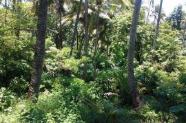 Development Land (Residential) for Sale in Buff Bay