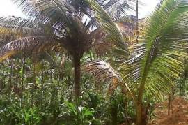 Development Land (Residential) for Sale in Bamboo