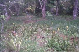 Development Land (Residential) for Sale in Bamboo