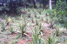 Development Land (Residential) for Sale in Bamboo