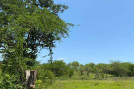 Development Land (Residential) for Sale in Black River