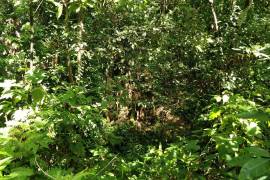 Development Land (Residential) for Sale in Port Antonio