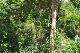 Development Land (Residential) for Sale in Spur Tree