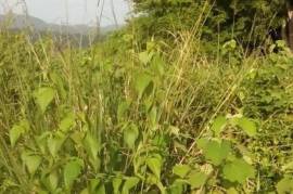 Development Land (Residential) for Sale in Linstead