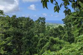 Farm/Agriculture for Sale in Long Bay