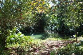 Farm/Agriculture for Sale in Port Morant