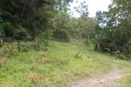 Farm/Agriculture for Sale in Port Morant