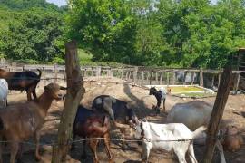 Farm/Agriculture for Sale in Dias