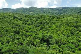 Farm/Agriculture for Sale in Bluefields