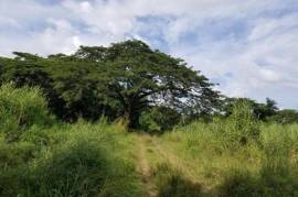 Farm/Agriculture for Sale in Savanna-La-Mar