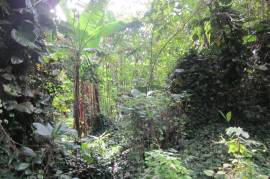 Farm/Agriculture for Sale in Port Maria