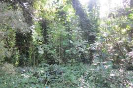 Farm/Agriculture for Sale in Port Maria