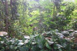 Farm/Agriculture for Sale in Port Maria