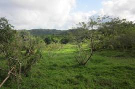 Farm/Agriculture for Sale in Port Maria