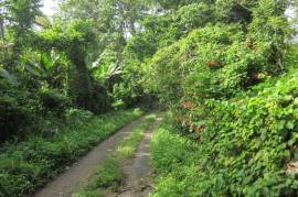 Farm/Agriculture for Sale in Port Maria