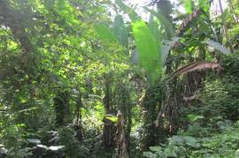 Farm/Agriculture for Sale in Port Maria