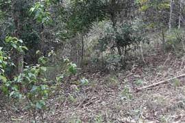 Farm/Agriculture for Sale in Spanish Town