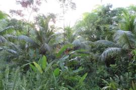 Farm/Agriculture for Sale in Port Antonio