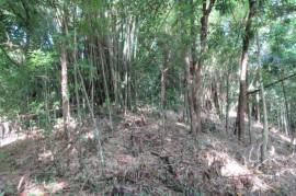 Farm/Agriculture for Sale in Port Antonio