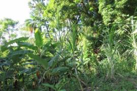 Farm/Agriculture for Sale in Port Antonio