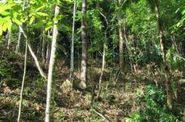 Farm/Agriculture for Sale in Port Antonio