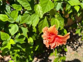 House for Rent Kingston & St. Andrew, Kingston 8