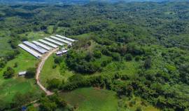 Farm/Agriculture for Sale St. Catherine, Linstead