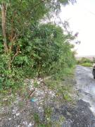Development Land (Residential) for Sale St. Ann, T