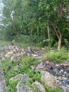 Development Land (Residential) for Sale St. Ann, T