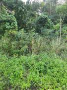 Development Land (Residential) for Sale St. Ann, T