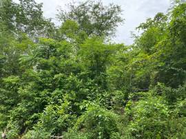 Development Land (Residential) for Sale St. Mary, 