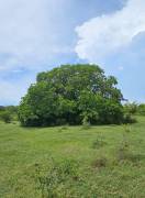 Development Land (Residential) for Sale St. Elizab