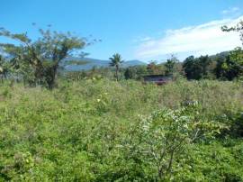 Farm/Agriculture for Sale St. Thomas, Port Morant